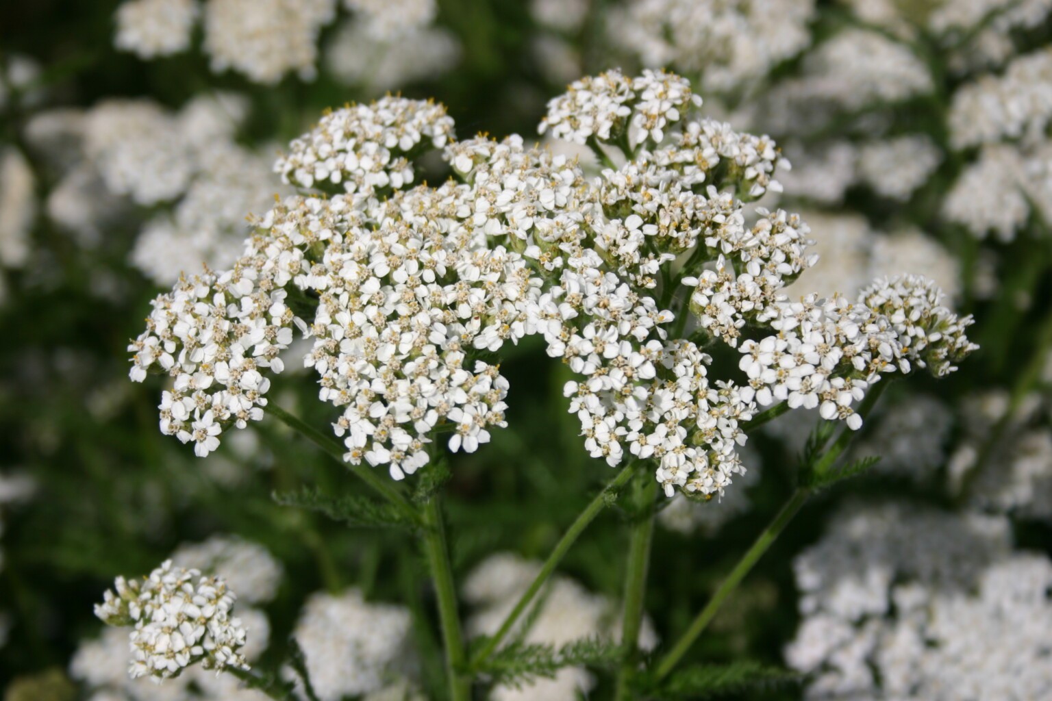Western Yarrow Native Seeds – California Native – Achillea Millefolium