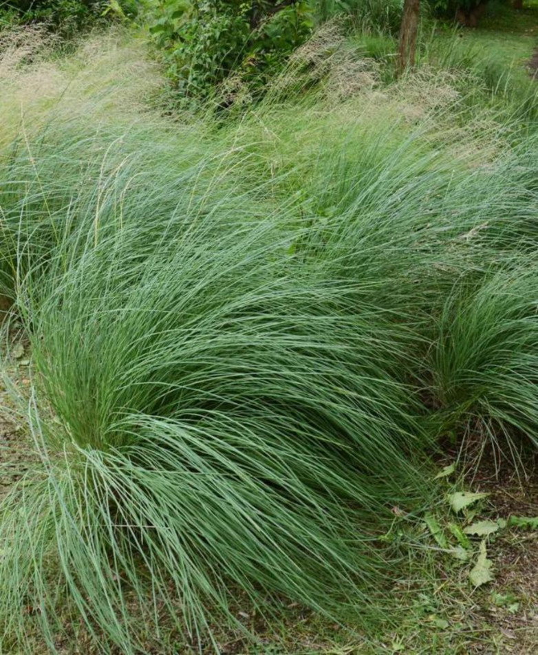 Muhly Grass Pink Live Starter Plant Pink Muhly Grass Plant 4-6″Tall Ship No Pot