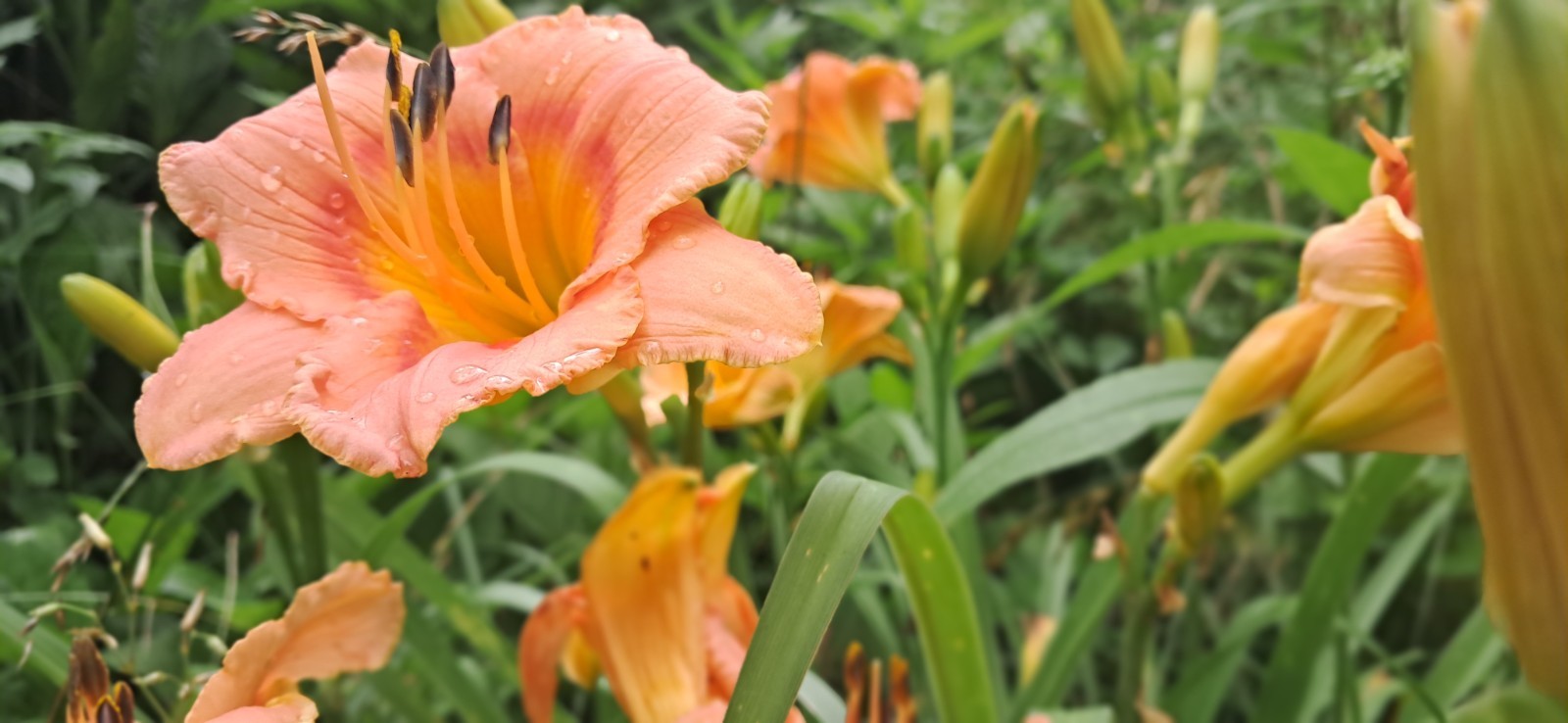 Daylily, Children’s Festival, Peachy Pink, Perennial, Bare Root x 5, zones 3-9