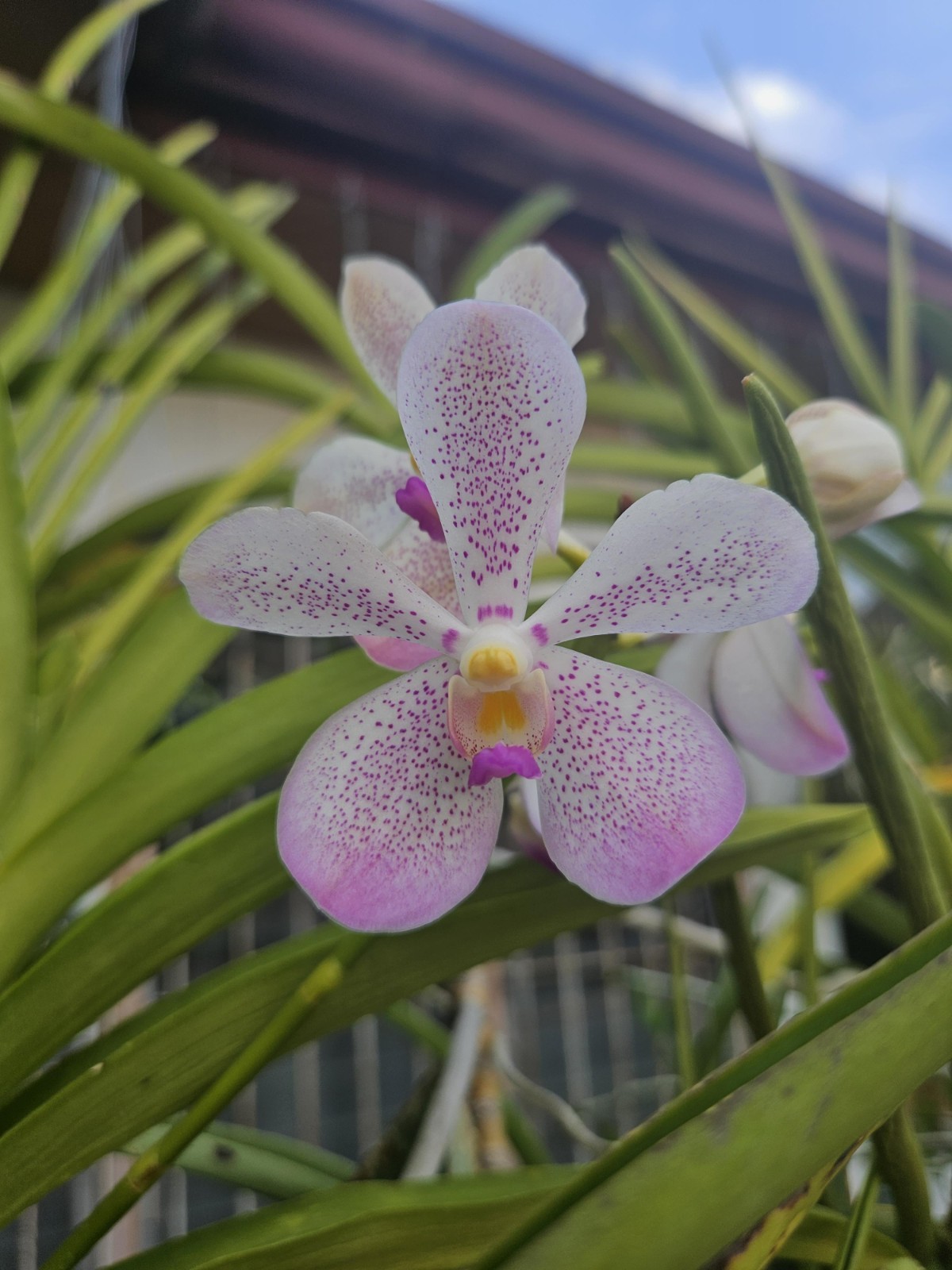 Vanda Orchid – Aranda Chao Praya Beauty