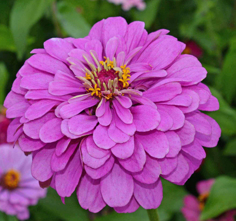 Zinnia PURPLE MIX Purple Prince & Lavender DOUBLE Blooms Non-GMO 200 Seeds!