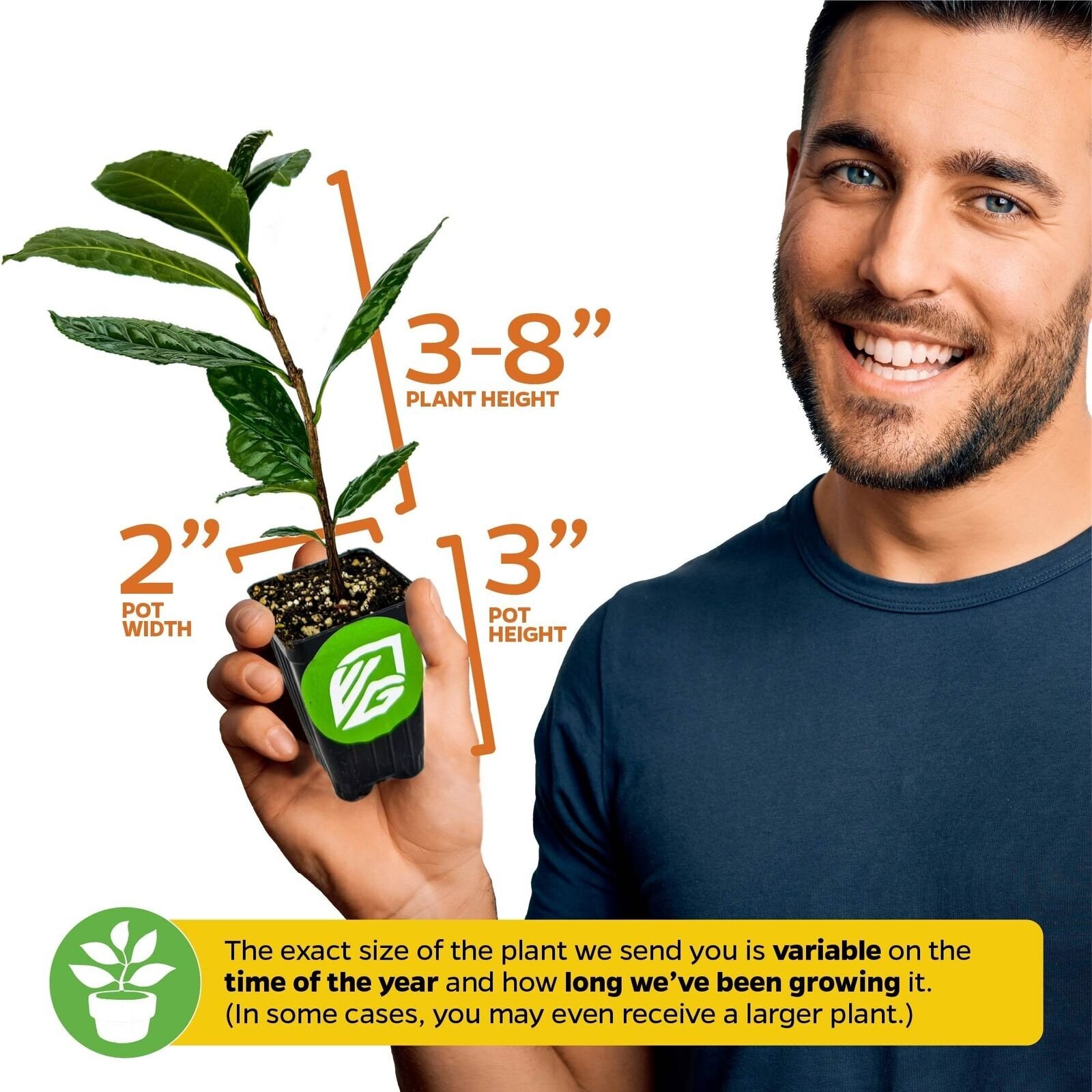 Coffee Plant – Coffea arabica – Live Plant