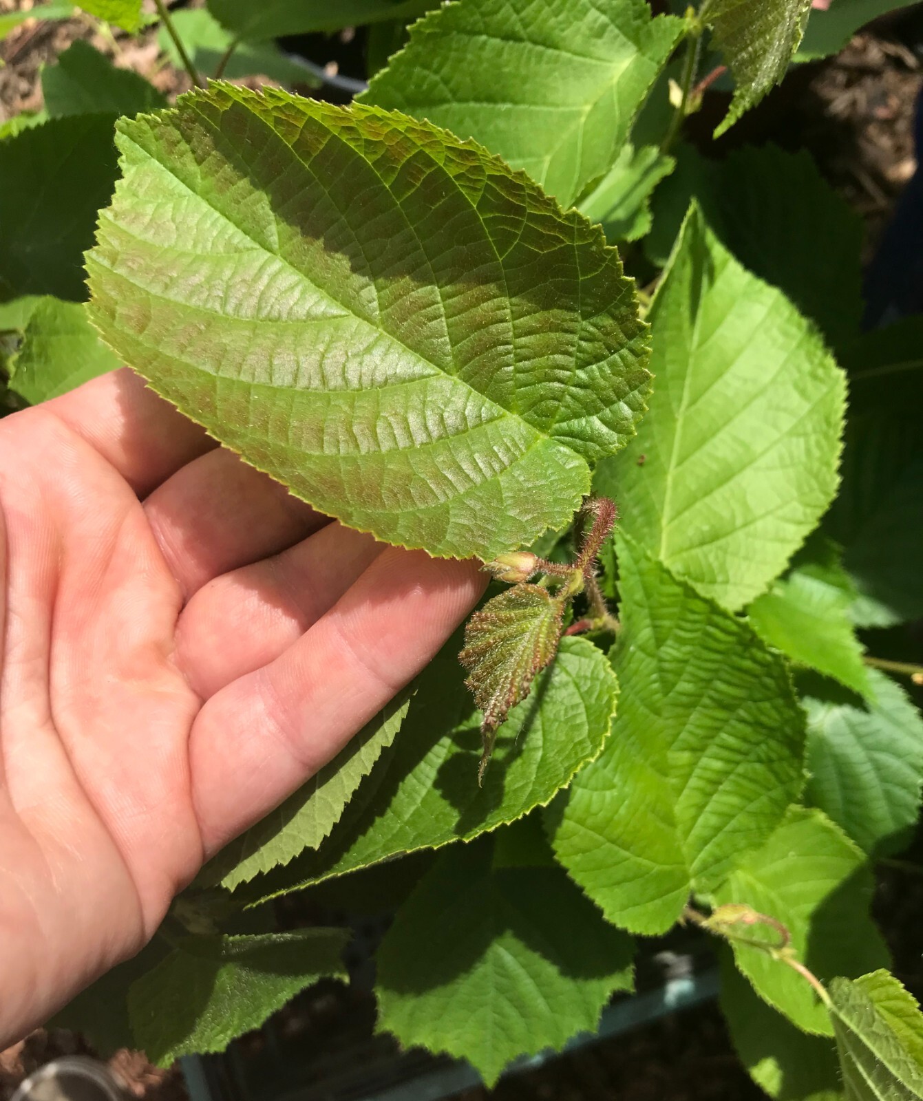 Hybrid Hazelnut Plant 2ft+ Tall Live Plant In 3.5″ x 9″ Air Prune Pot