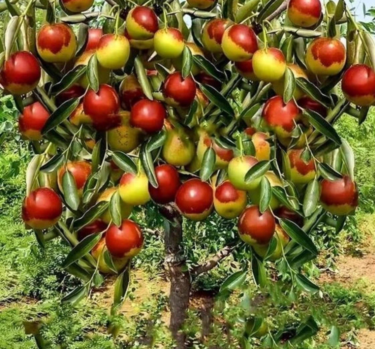 10 JUJUBE FRUIT TREE SEEDS RED CHINESE DATE INDIAN PLUM Superfruit Fast Hardy