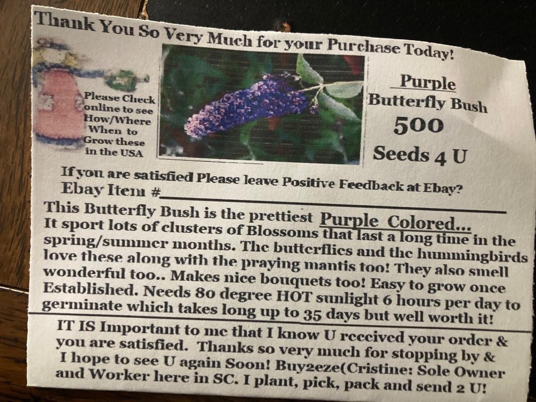 500 + Seeds True ” Purple ” Butterfly Budhelia Bush Perennial USA Seller