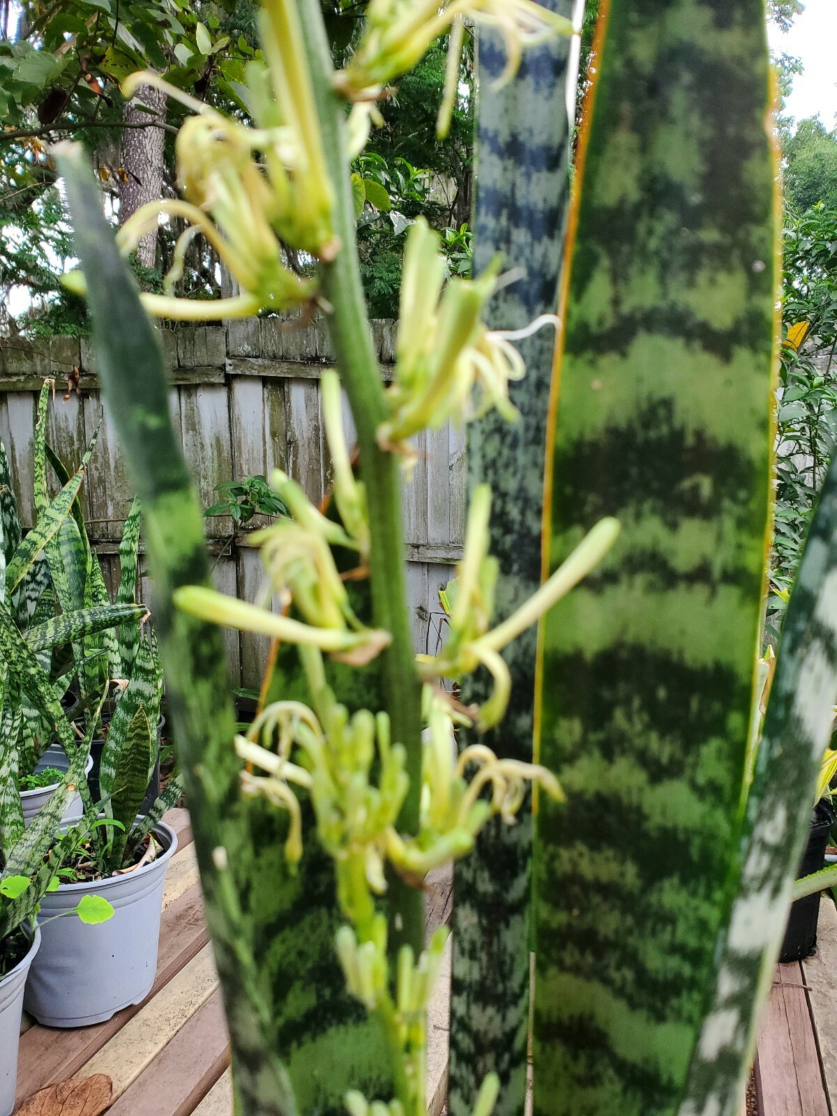 Snake Plant, 10″ + tall Mother-In-Law’s Tongue, Sanseveria Live,