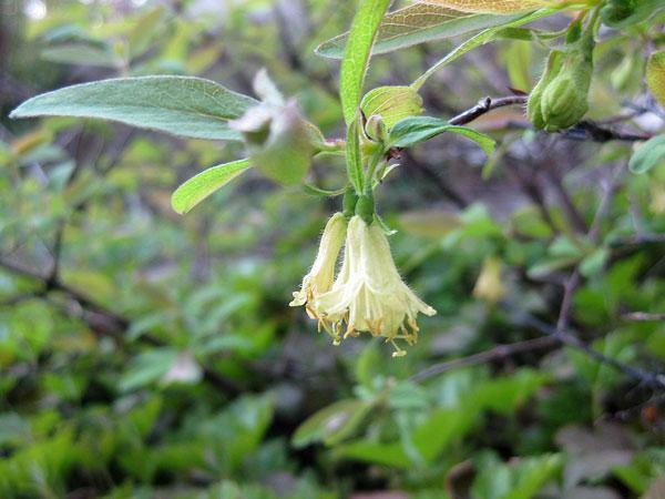 Lonicera caerulea var. edulis | Fly or Blue Honeysuckle | 10 Seeds