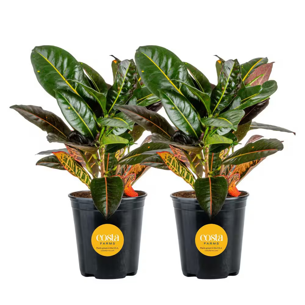 Croton Petra Indoor Plant in Grower’S Pot, Average Shipping Height 1-2 Ft. Tall