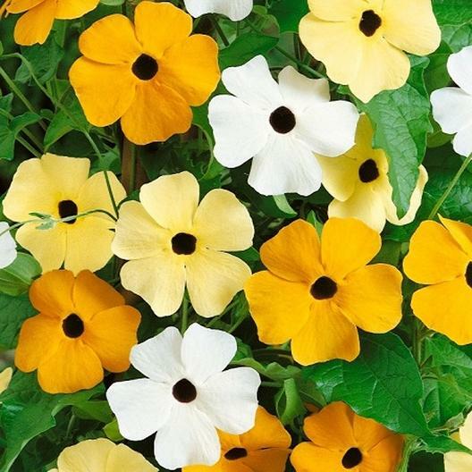 BLACK EYED SUSAN VINE Mixed Colors Tender Perennial Pollinators Non-GMO 25 Seeds