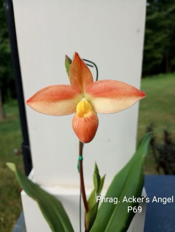In spike! Phragmipedium Acker’s Angel, long lasting flowers
