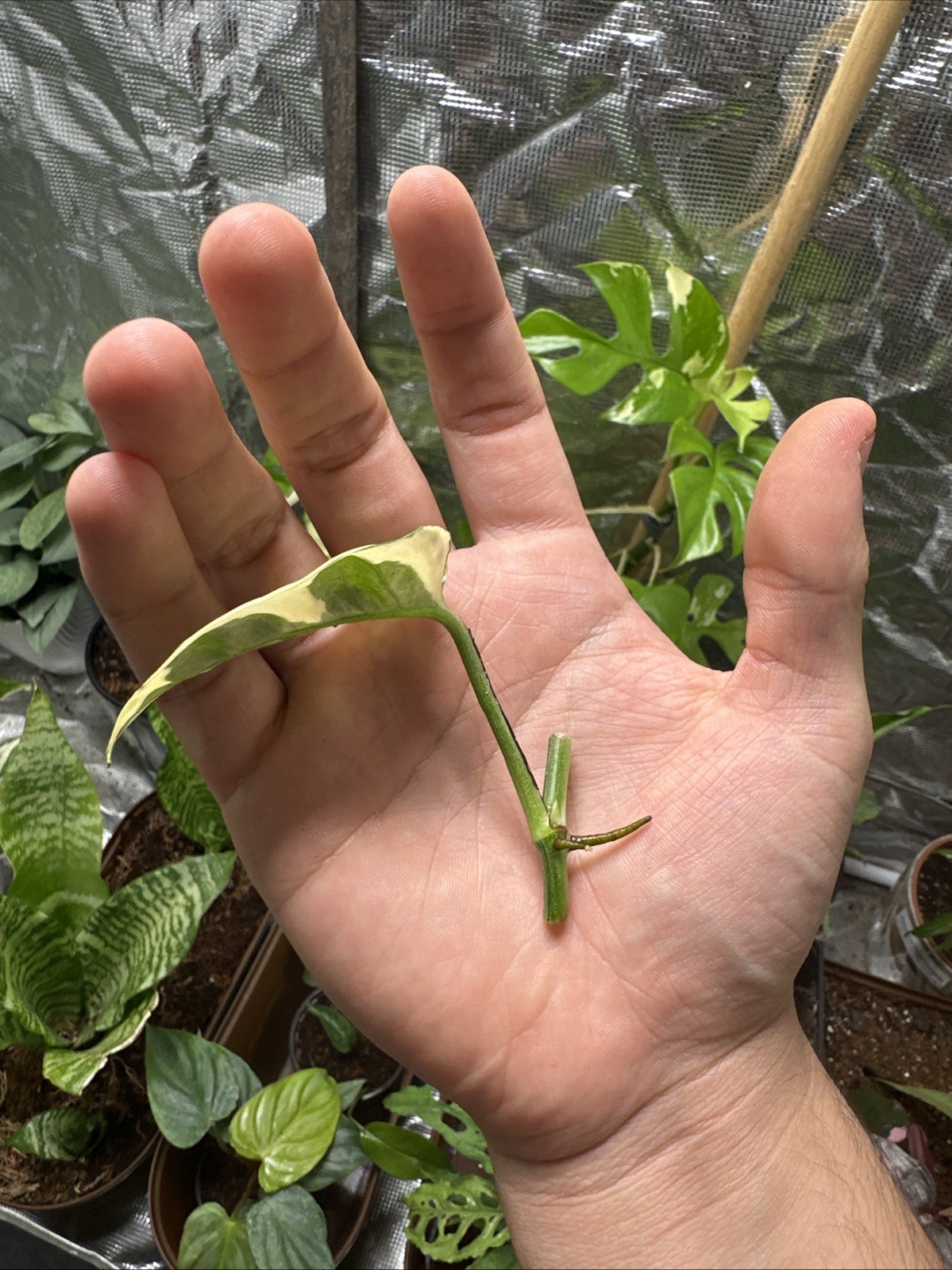Pothos N’Joy Rooted Cutting 5 pack