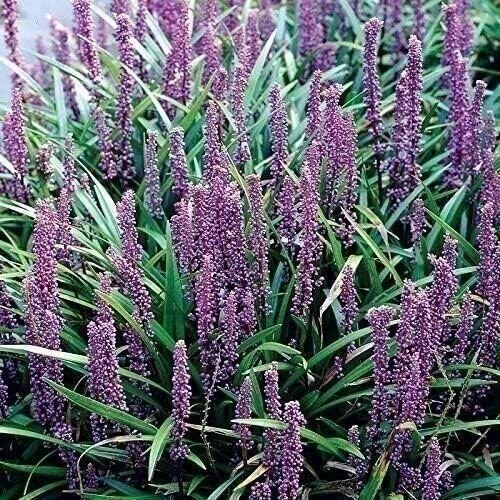 Liriope Big Blue | 2 Inch | Liriope muscari | Low Maintenance | Hardy Plant