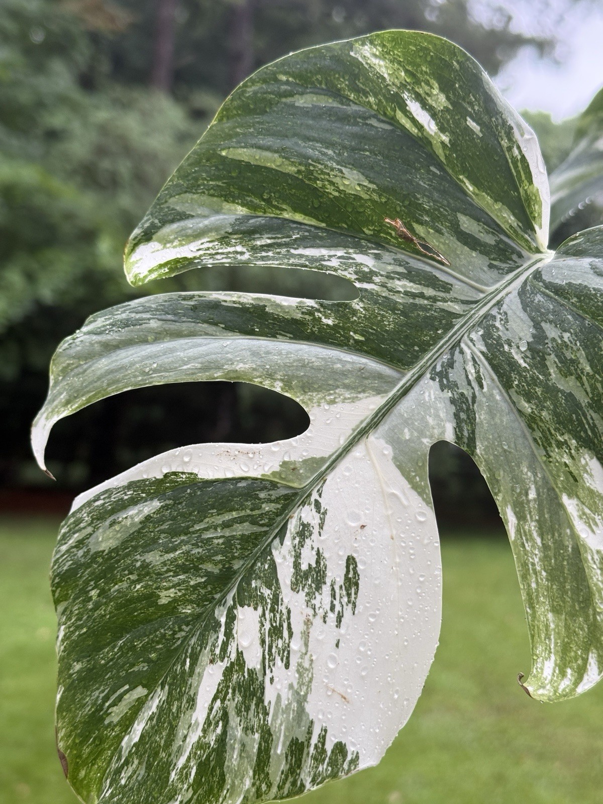 Monstera Albo Borsigiana Variegated Top Cutting Rooted, 5 Leaves