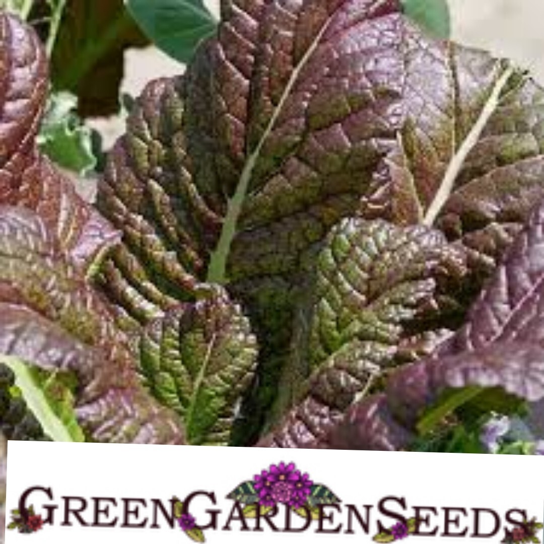300 Mustard Seeds – Osaka Purple. NON-GMO.