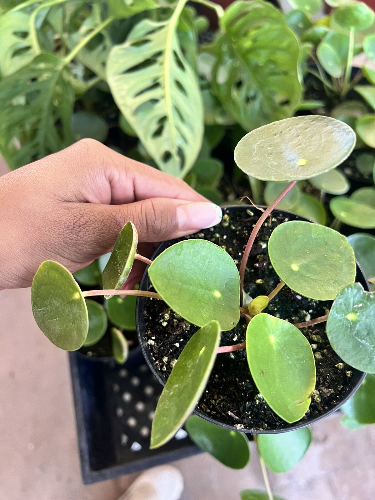 Pilea Peperomioides,Chinese Money Plant, UFO Plant ,Lefsi Plant live in 4″ Pot