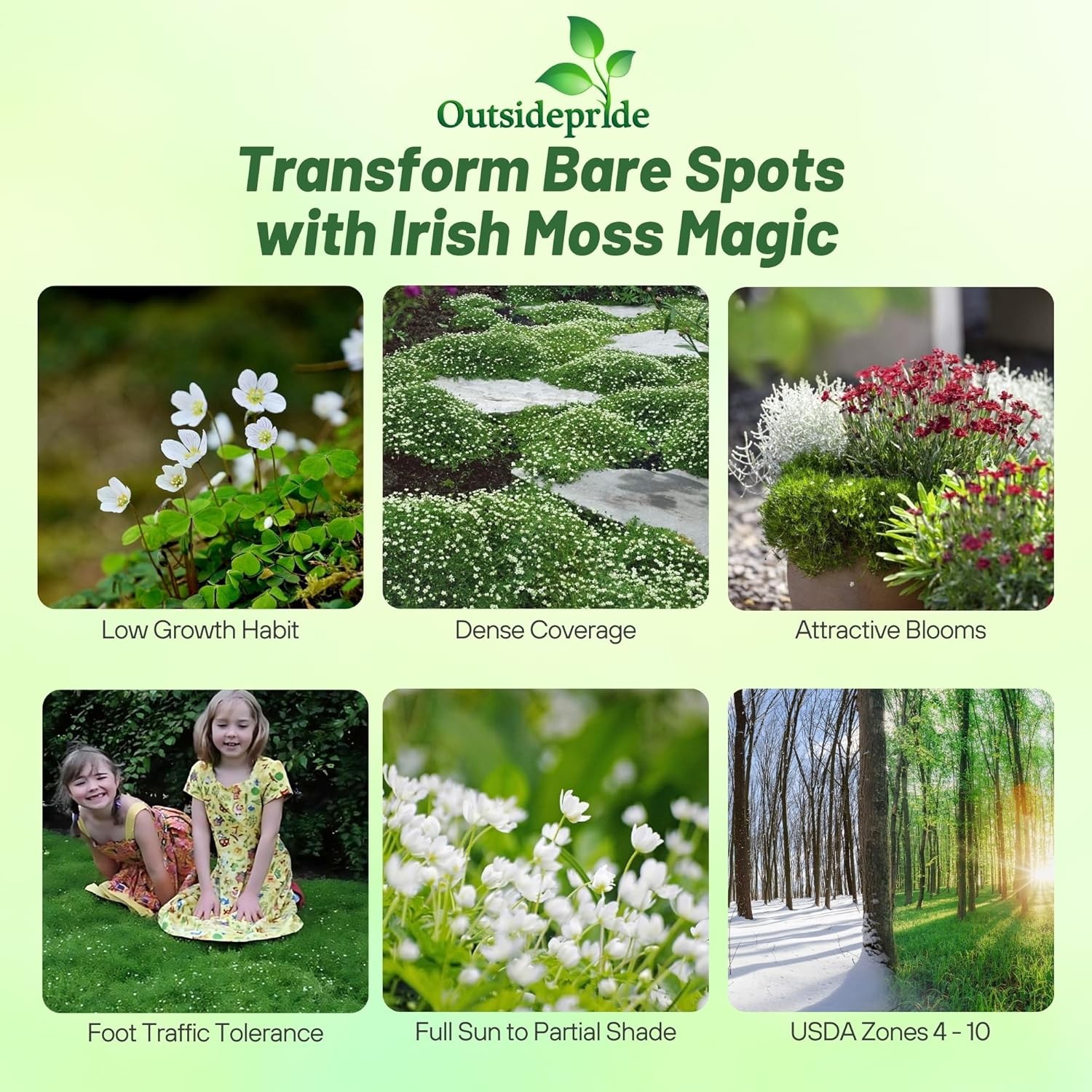 10000 Seeds Irish Moss Seeds For Planting Outdoors | Low Maintenance Ground
