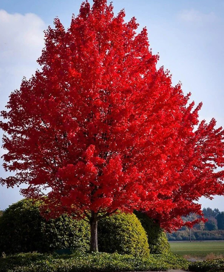 Red Maple Tree – Live Tree in Quart Pot (12–16″ Tall)
