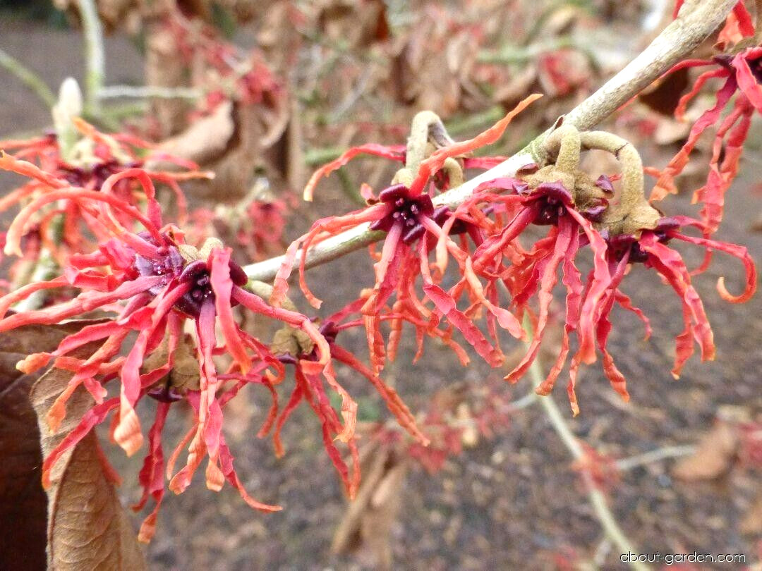 10 CARMINE RED WITCH HAZEL SEEDS – Hamamelis x intermedia