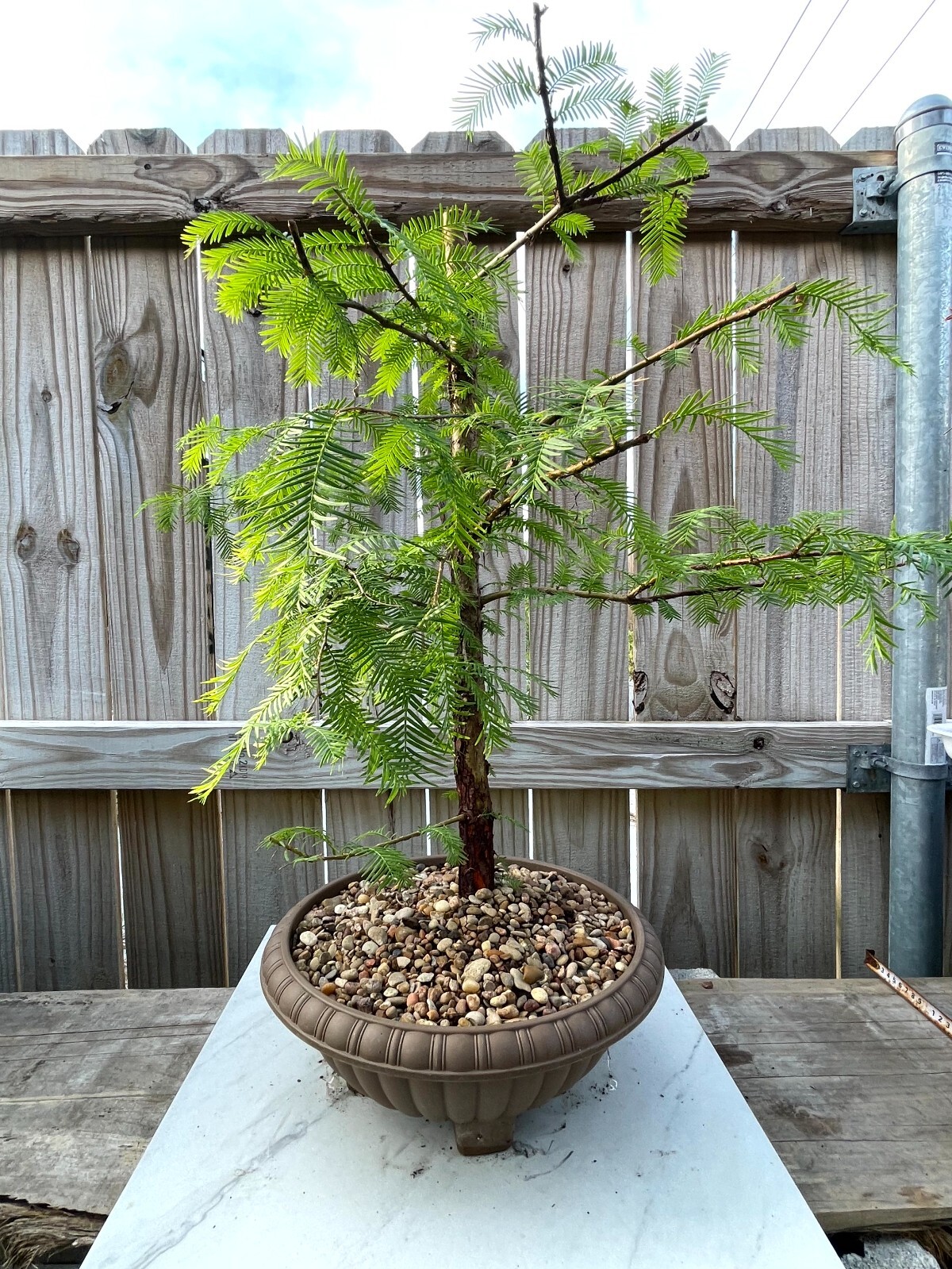 AWESOME! Fantastic Dawn Redwood Pre-Bonsai, 18 Years, GREAT TRUNK