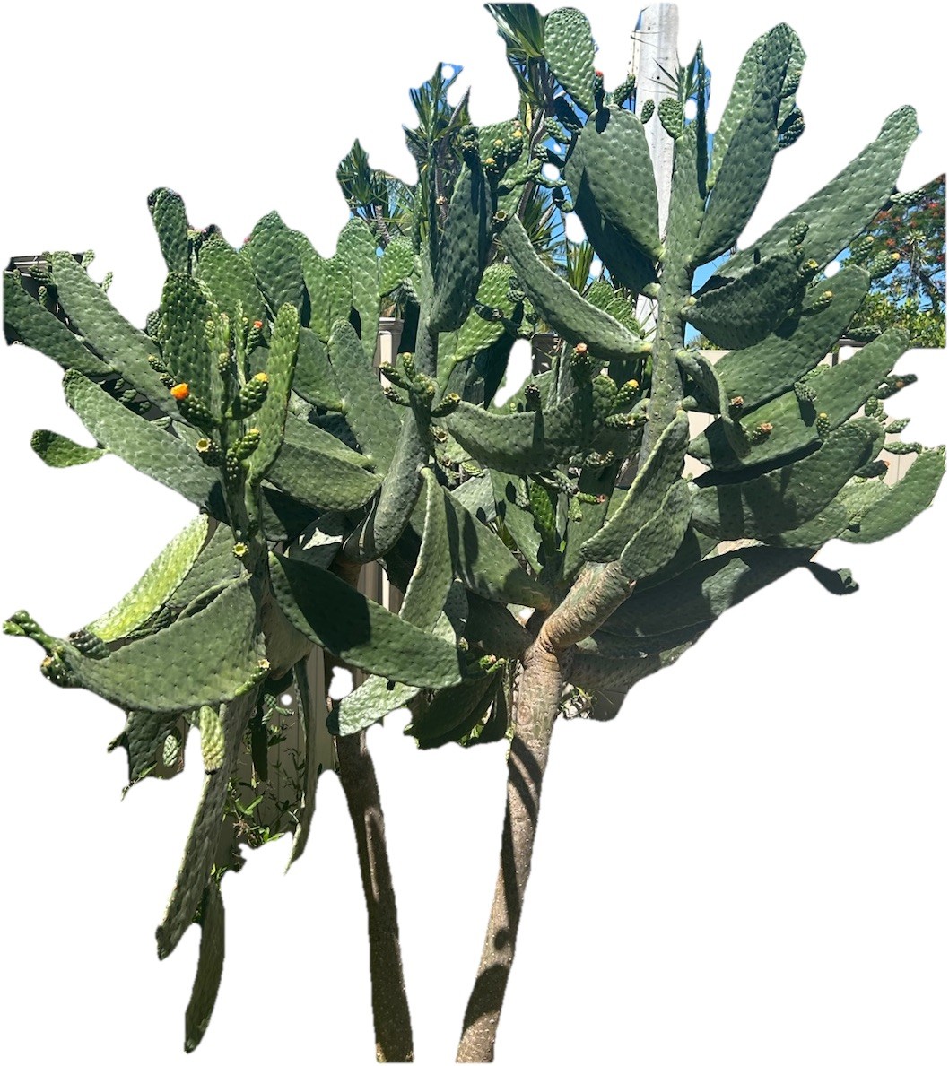 Consolea Rubescens Roadkill Cactus Cacti Rooted Succulent Spineless Plant Live
