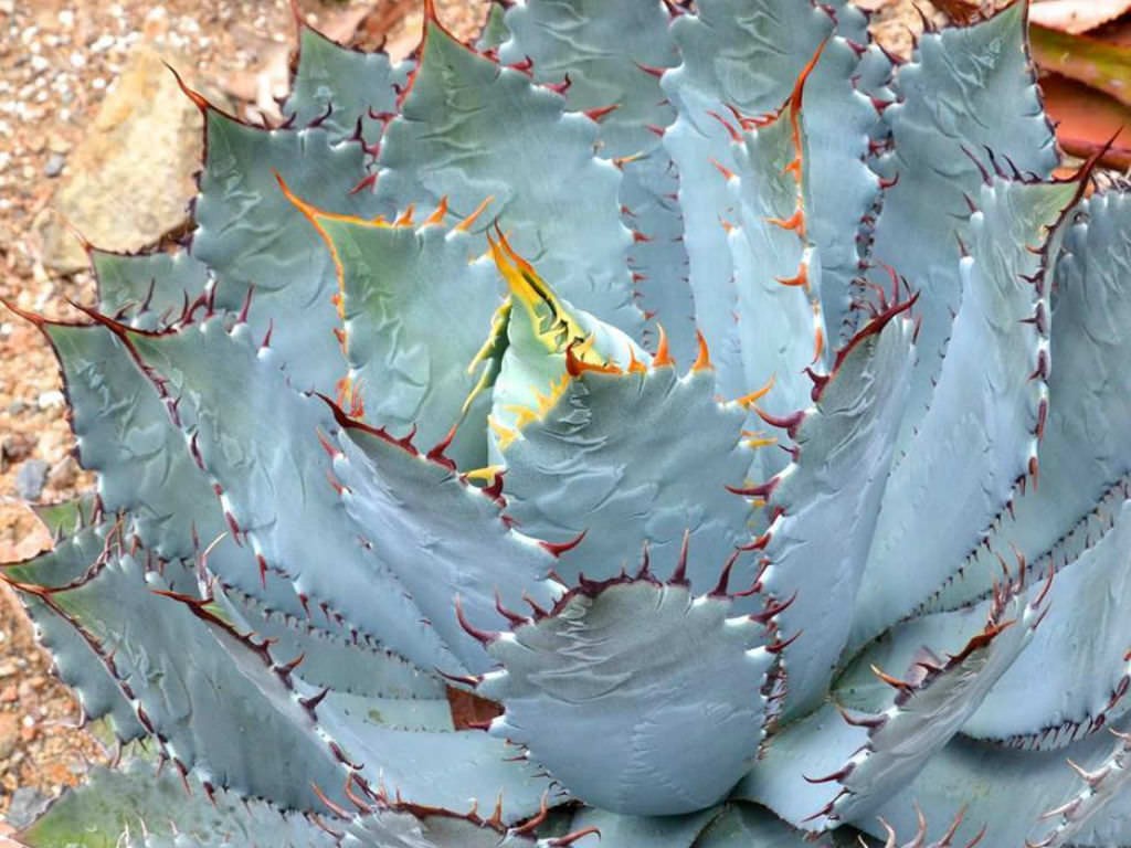 Agave guadalajarana Rare Starter Plants 4″-6″ Wide Very Hard to Find Plant NICE!