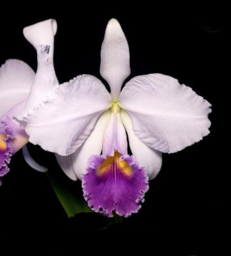 Cattleya trianae Coerulea ‘Orchid Eros’ AM/AOS X Coerulea Orchid Species 4” Pot