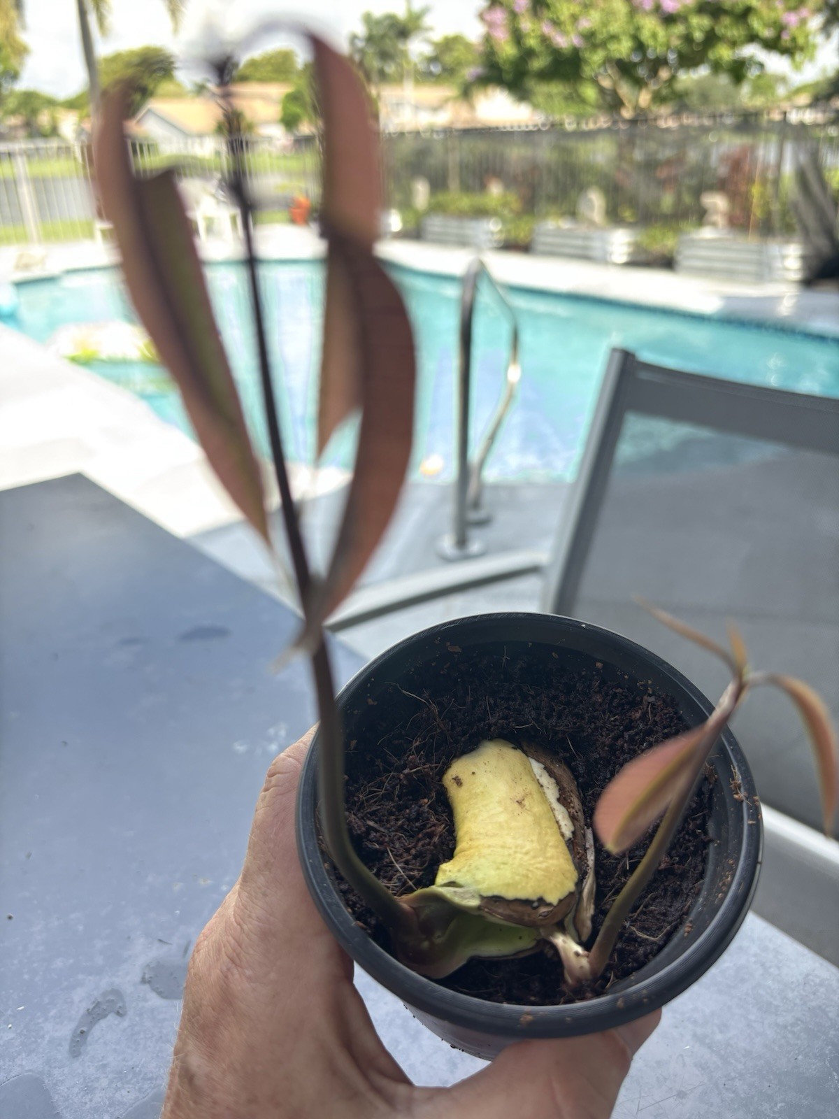 2 Yrs To Fruit Mango Tree Clone Polyembryonic 25 Seeds NO GRAFTED NEEDED