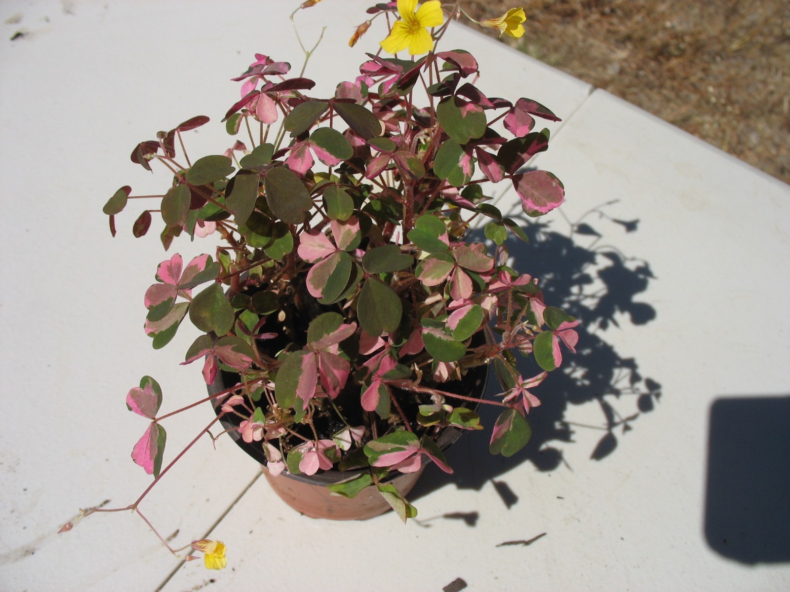 Oxalis Plum Crazy 3.5” Potted – Pink Plant Yellow Flowers