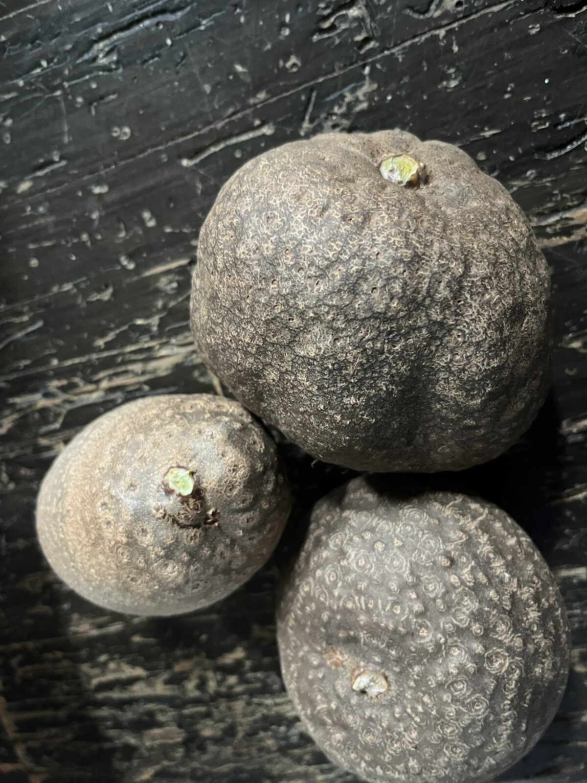 Air Potato Plant Bulb DIOSCOREA BULBIFERA Bulbs Plants (1PC) XL Bulb + Gift Seed