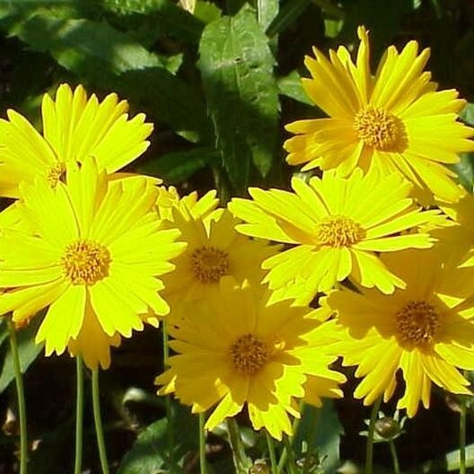 Coreopsis LANCE-LEAVED TICKSEED Perennial Butterfly Garden Non-GMO 200 Seeds!