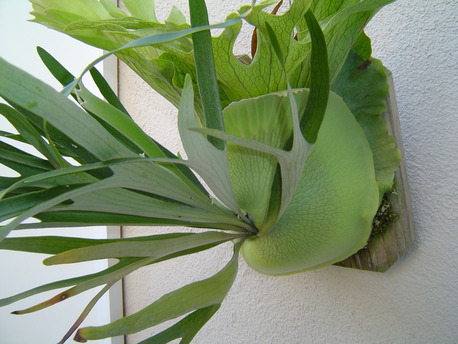 Staghorn Fern – Veitchii – Platycerium