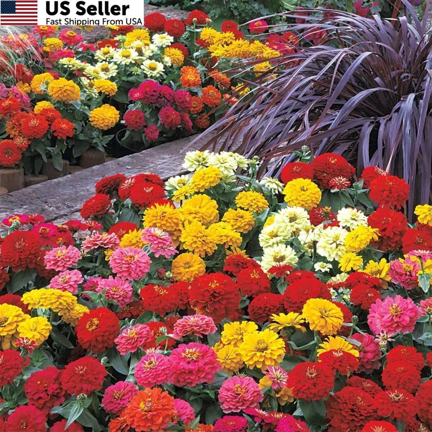 1200+ Crazy Blend Zinnia Seeds for Planting, Heat & Drought Mixed Color