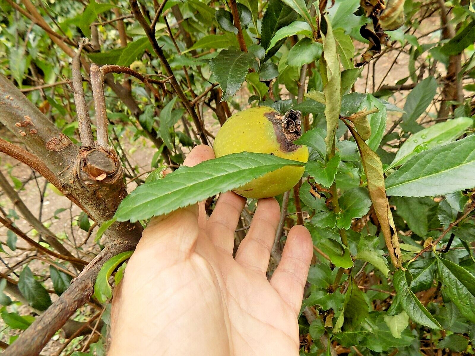 15 MOUNT EVEREST QUINCE SEEDS – Chaenomeles × vilmoriniana