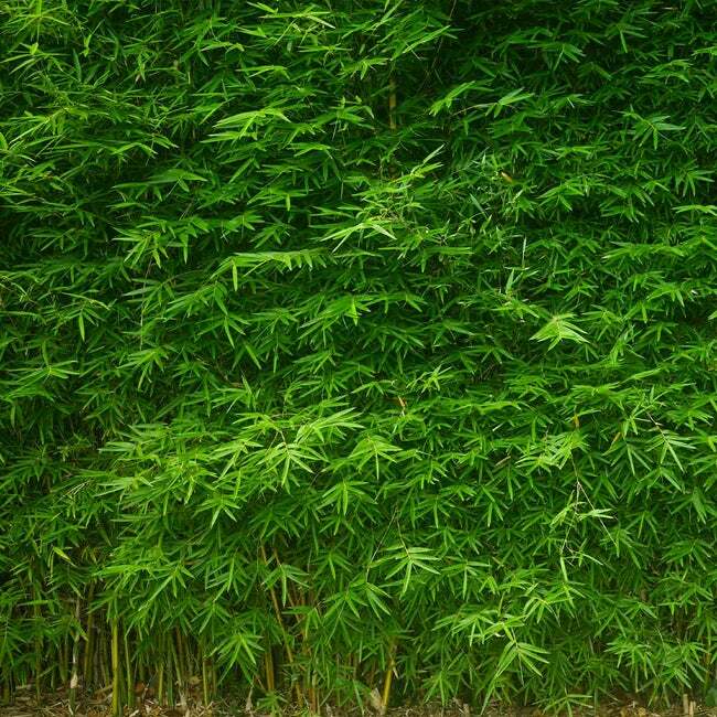 Green Hedge Clumping Bambusa / Bamboo -1 Value Priced Division / Rhizome / Plant