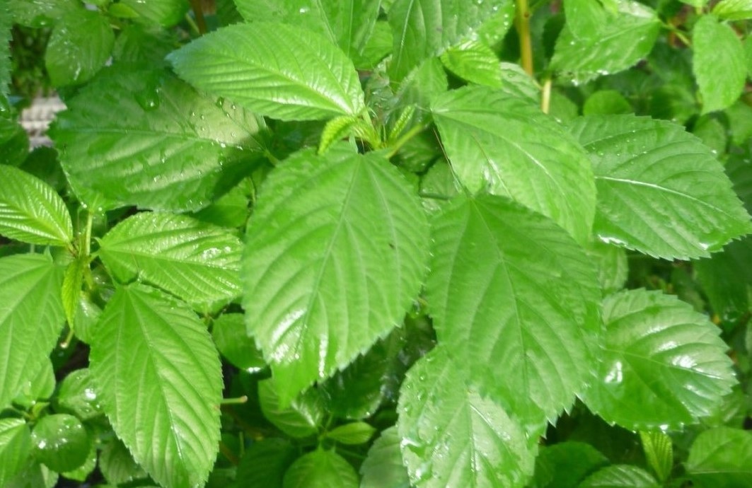 500 Egyptian spinach Seeds (Corchorus olitorius) Saluyot, Green Jute seeds