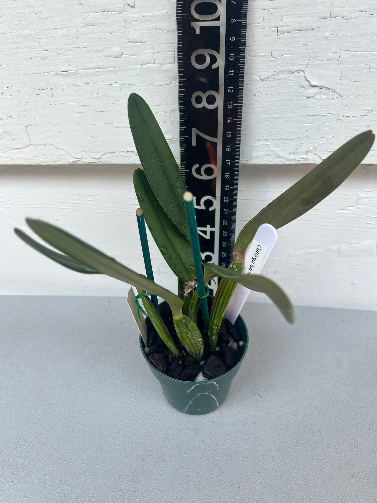 Cattleya luteola. Live Cattleya Orchid Plant. Blooming size Division.