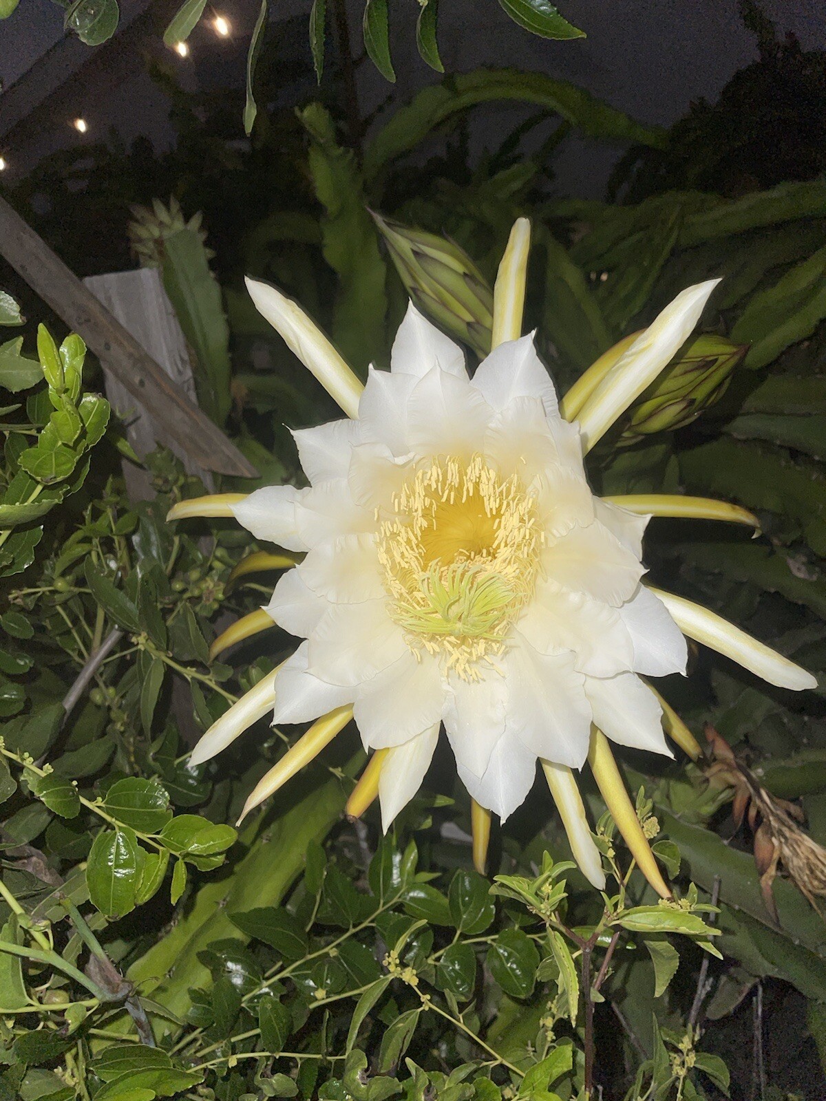 Mature “LISA” Dragon Fruit Cuttings
