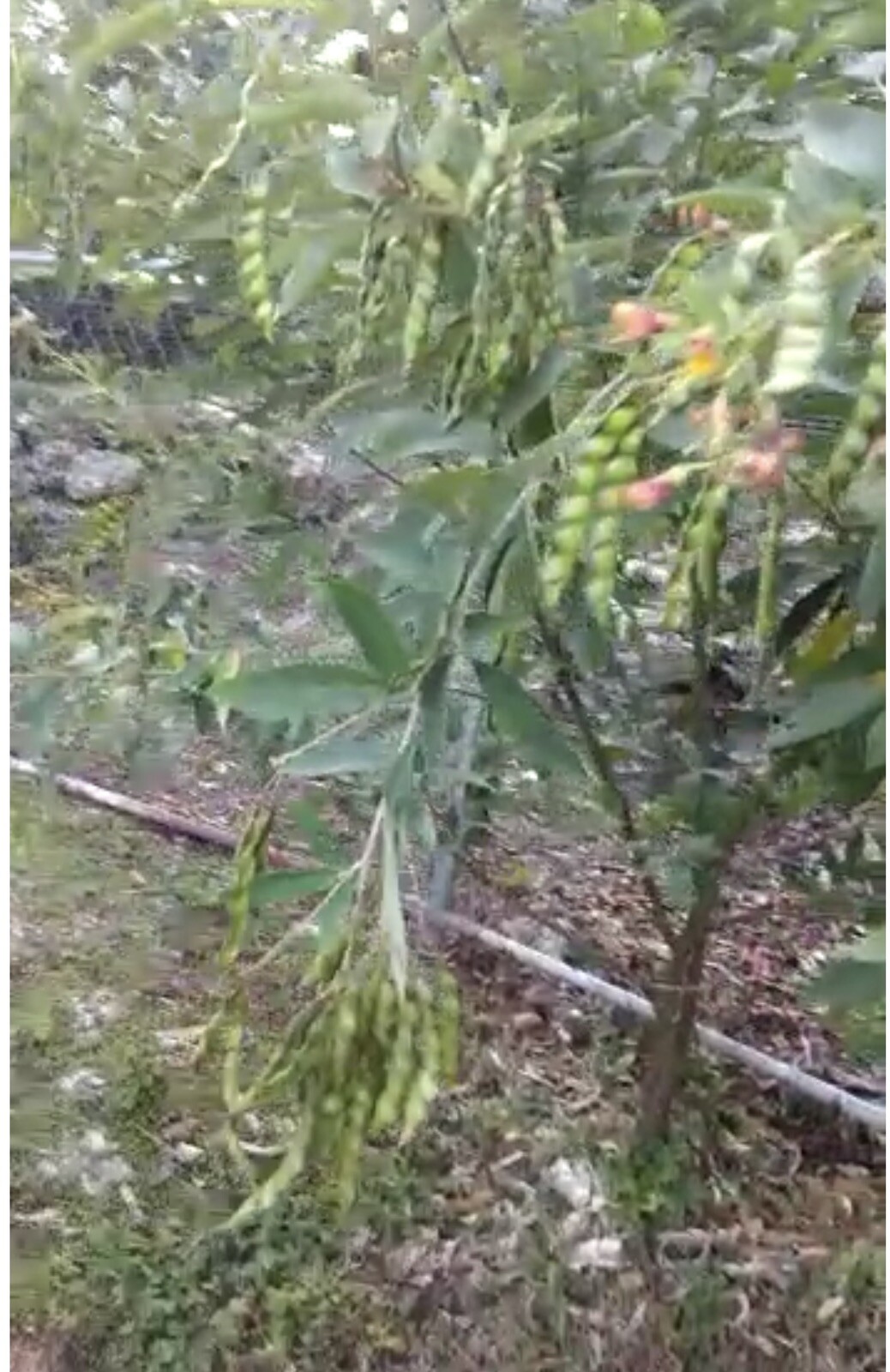 125 Semillas de Gandules Enanos (Pigean peas seeds) 100% Orgánico de Puerto Rico