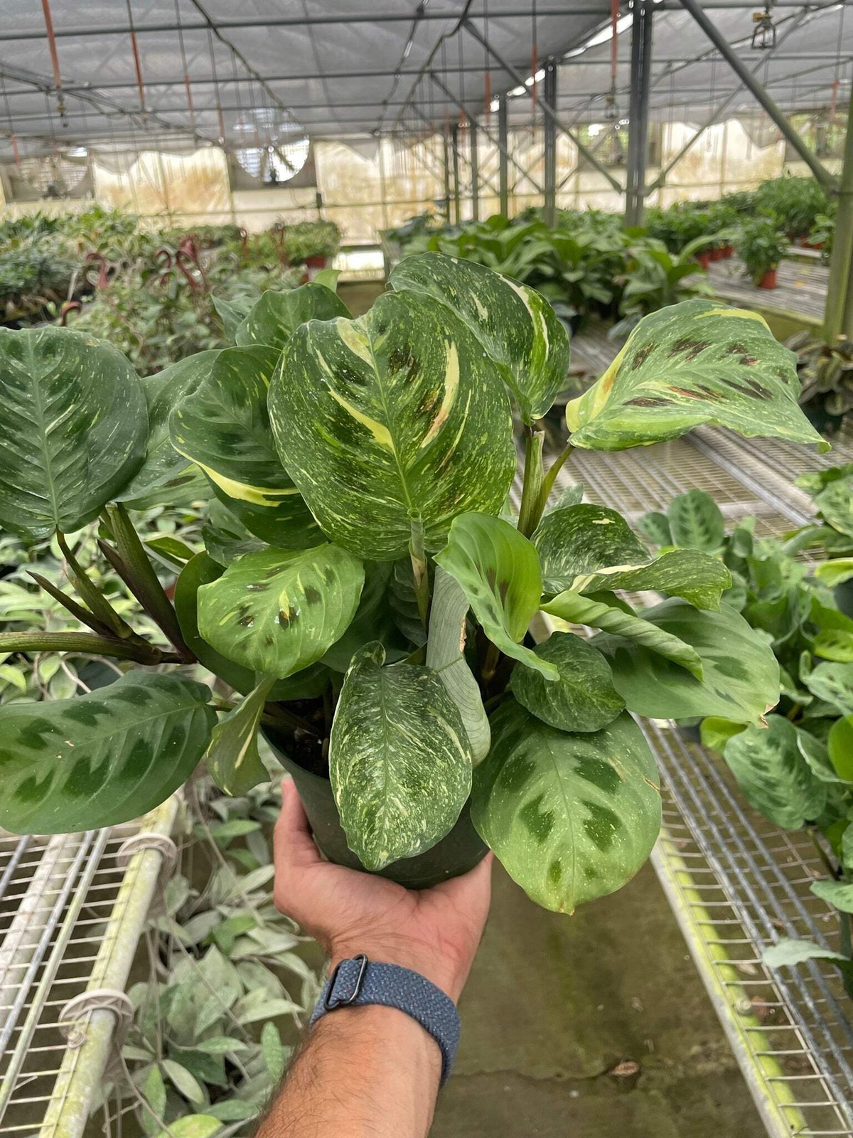 Maranta Variegated ‘Beauty Kim’ | Live Plant for Indoor & Outdoor