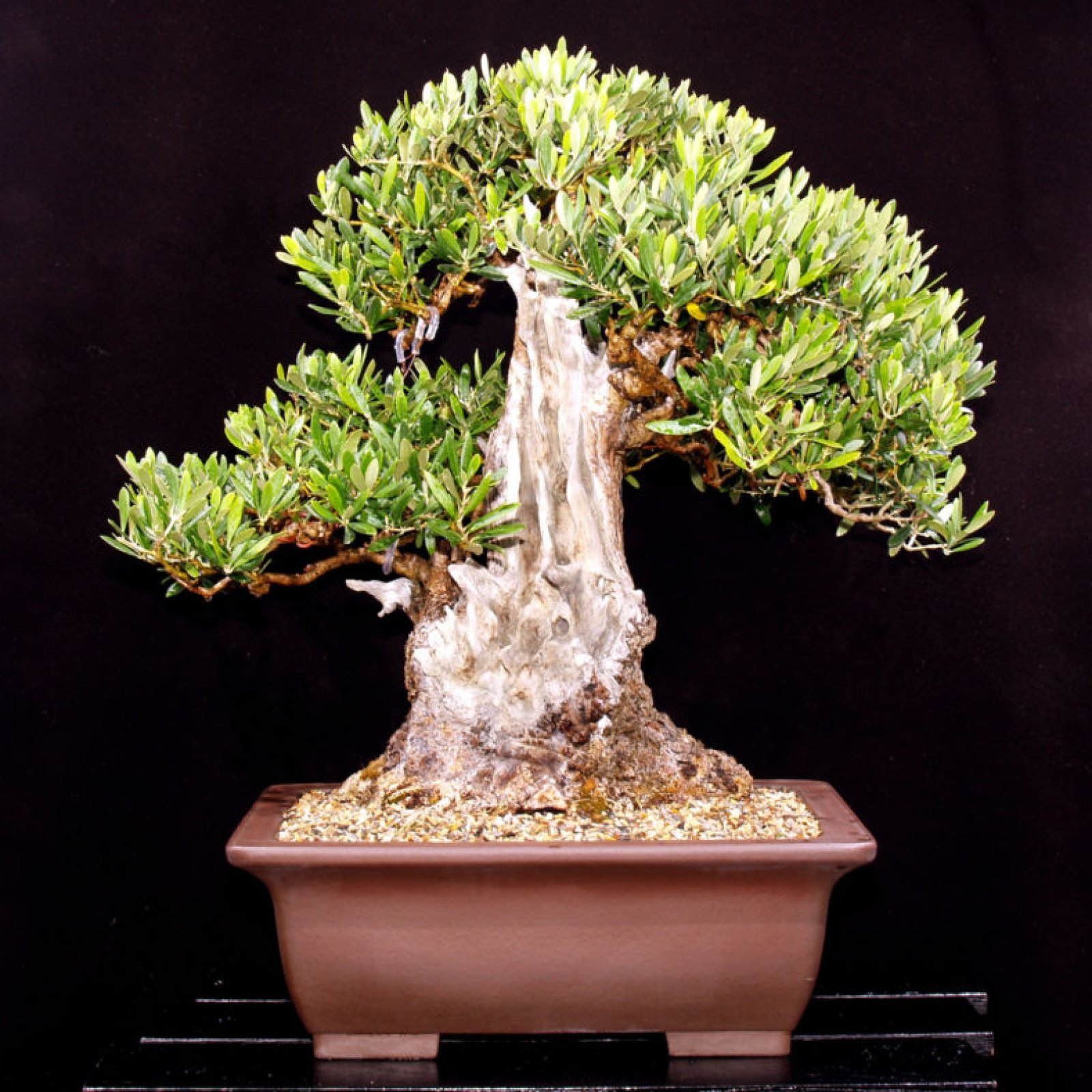 OLIVE TREE Olea Europaea 5,10,20,50 SEEDS