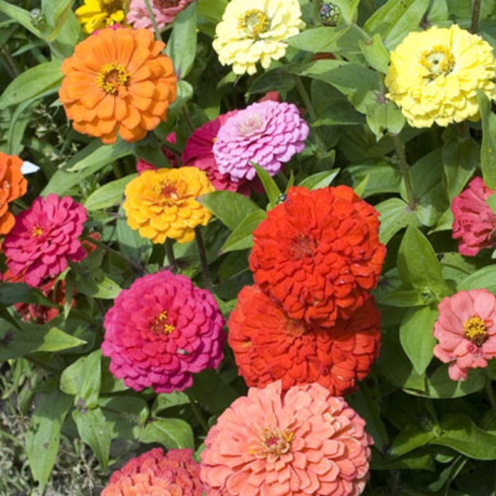 Zinnia – California Giant Mix – Orange,Pink,Purple,Red,Violet,White,Yellow