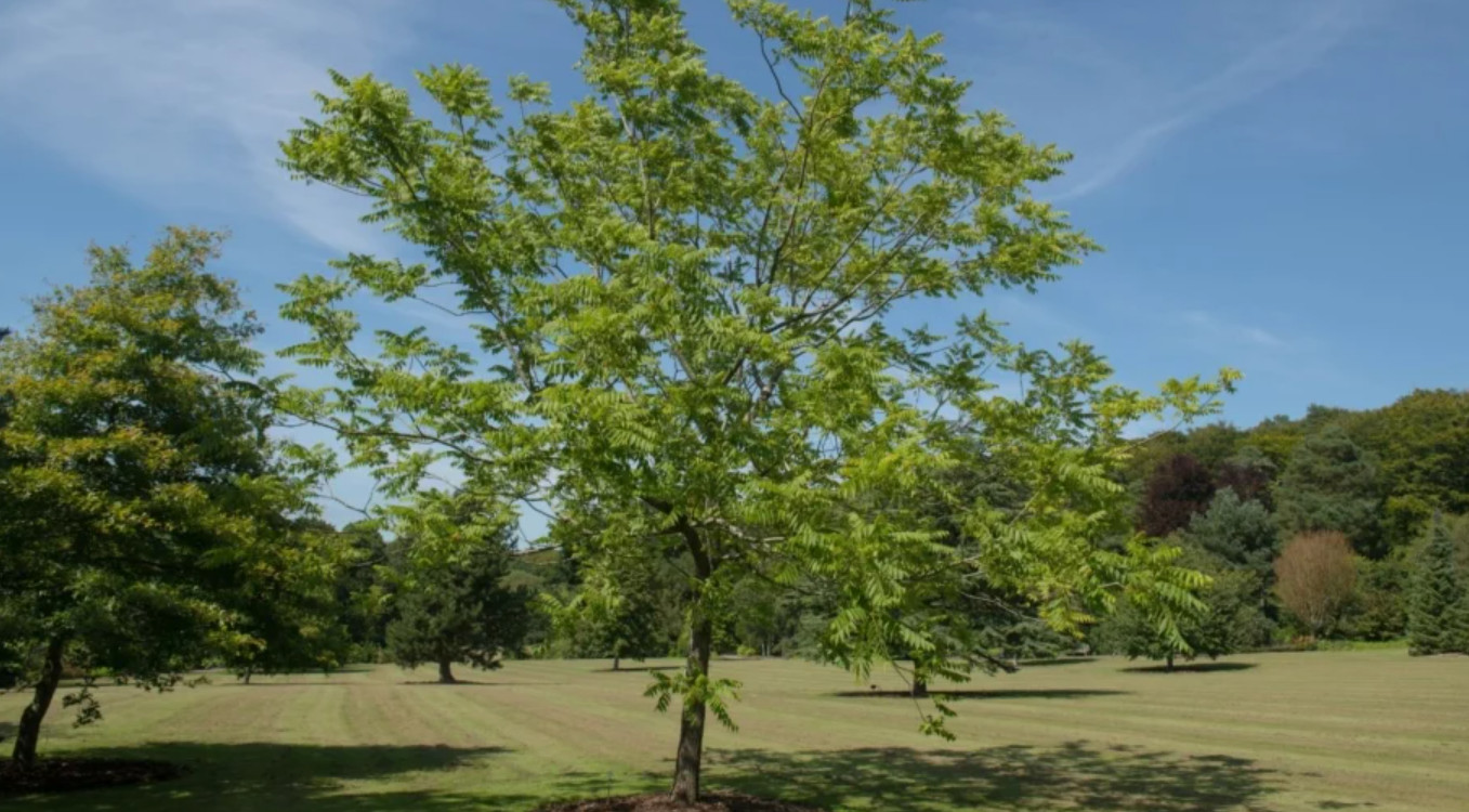 Live Black Walnut Tree – Quart Pot – Juglans nigra – Nut-Producing Shade Tree