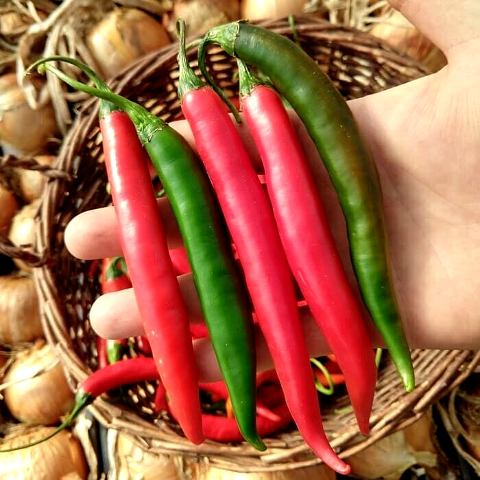 RARE✿ New! Thai Heirloom Prik Chi Faa Hot Chili Pepper 15 Seeds ●Prolific