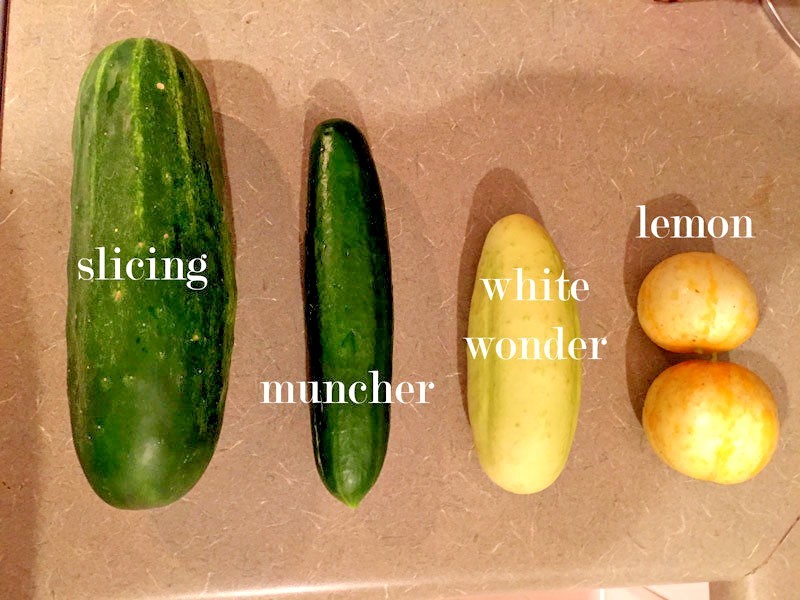 31+Muncher CUCUMBER Seeds Organic Summer Vegetable Garden Patio Container Easy