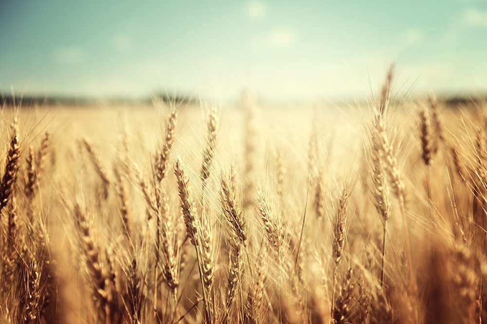 Wheat Cover Crop Seeds | Made in USA
