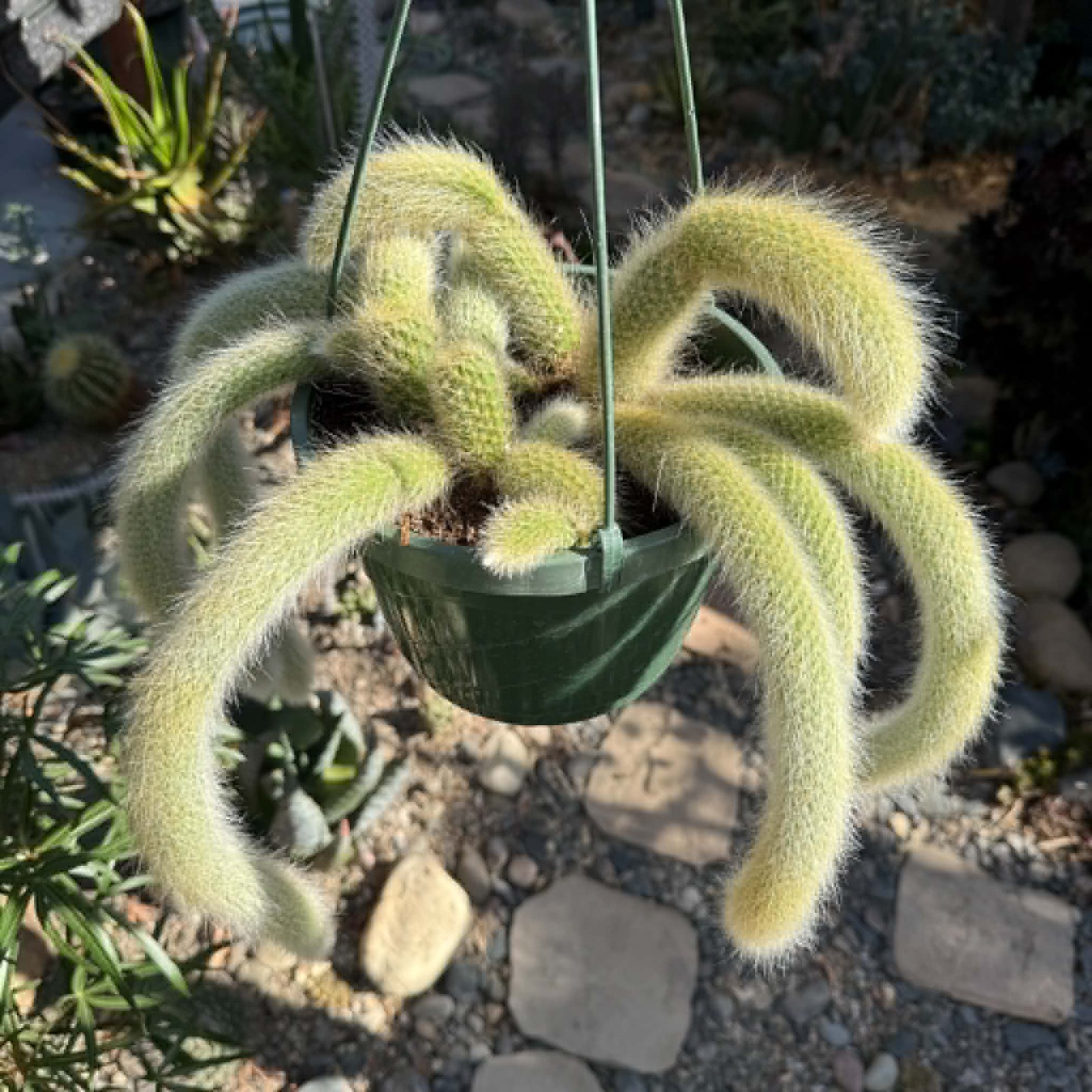 Cleistocactus Winteri ssp. Colademononis ‘Monkey Tail Cactus’