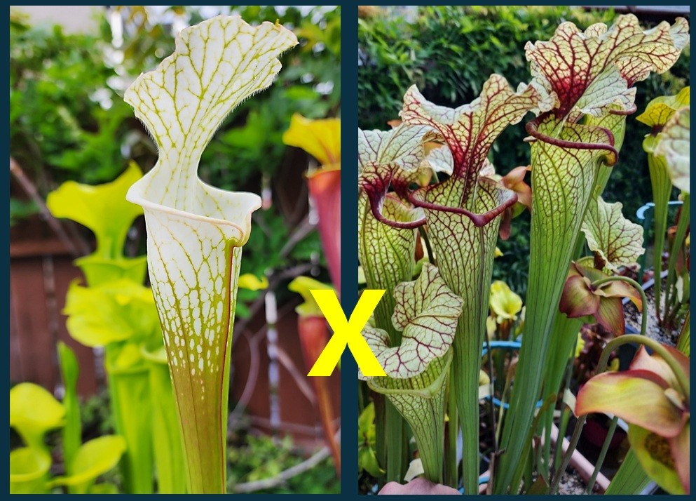 2025 SARRACENIA SEEDS: LEUCO ALBA ROD’S FAVORITE X (LEUCO CRONUS HYBRID)