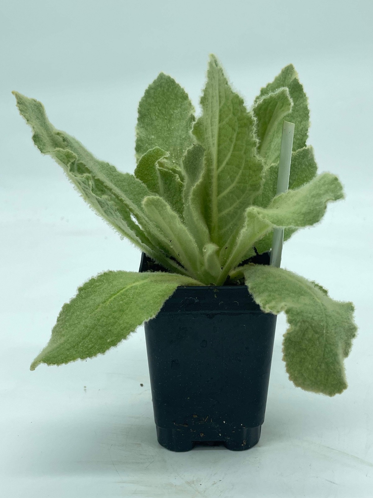 Common Or Great Mullein Starter Plant – V. Thapsus – Very Useful!