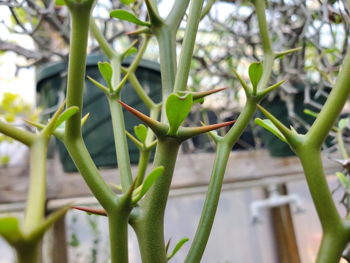 Decarya madagascariensis – Zig Zag Plant – Madagascar – Rooted Lot Dm14