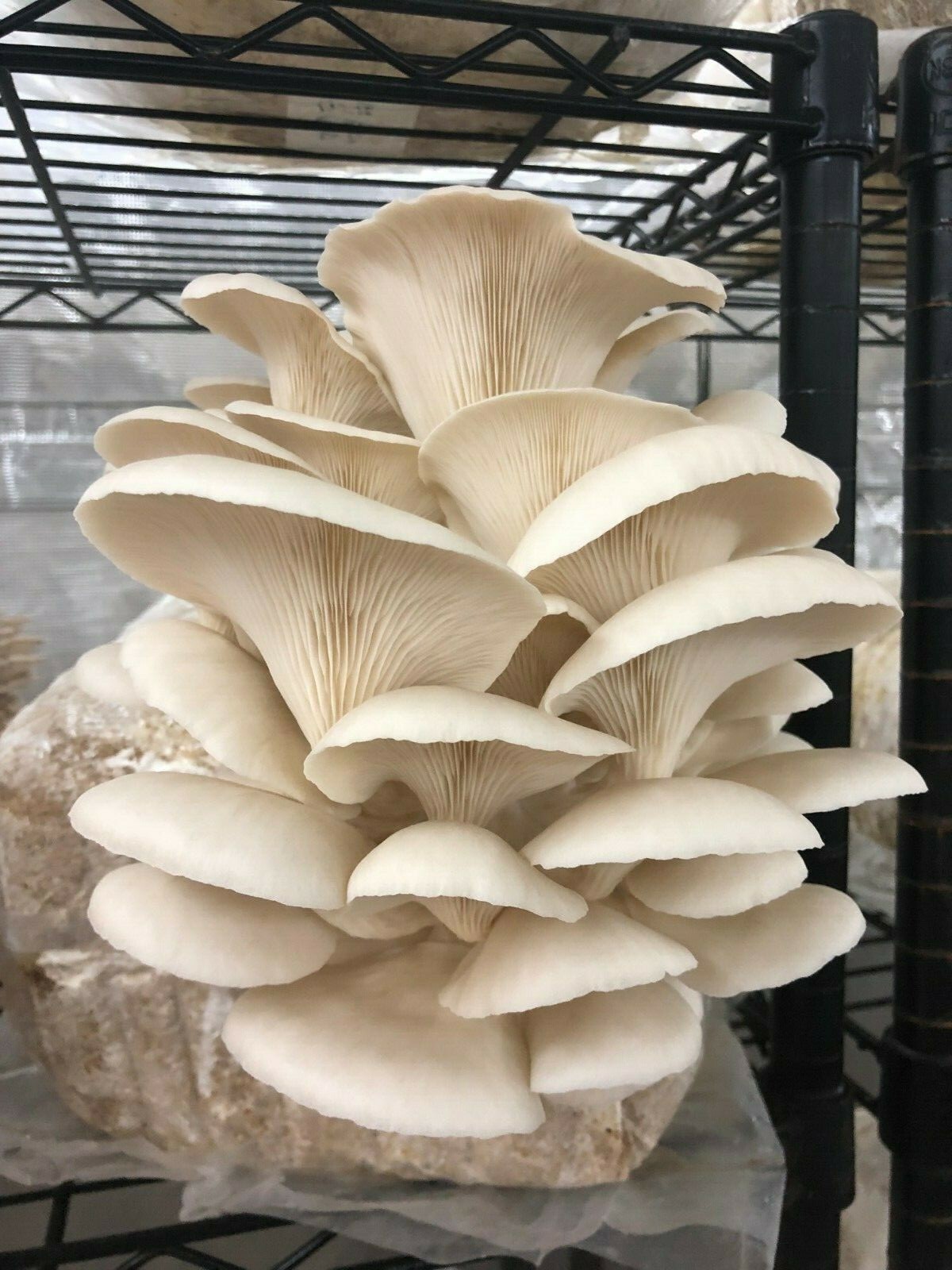 MushroomMediaOnline – 100% Oak Mushroom Pellets 10# – 240# (Free shipping)